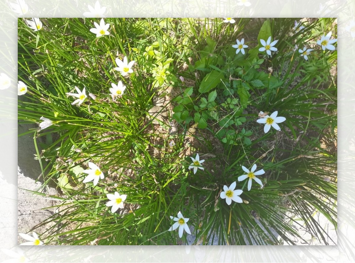 草地上的小白花图片