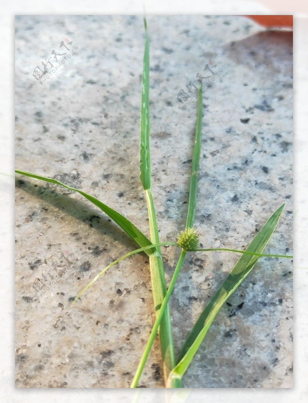 大理石上绿色植物草花蕾图片