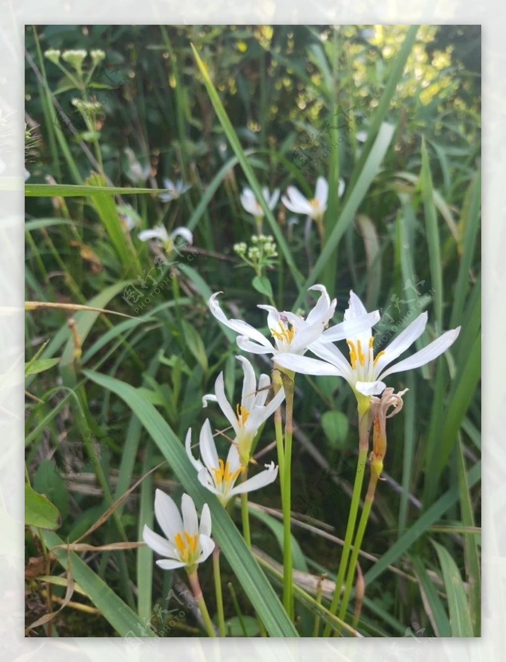 白色花朵葱莲兰花绿色图片