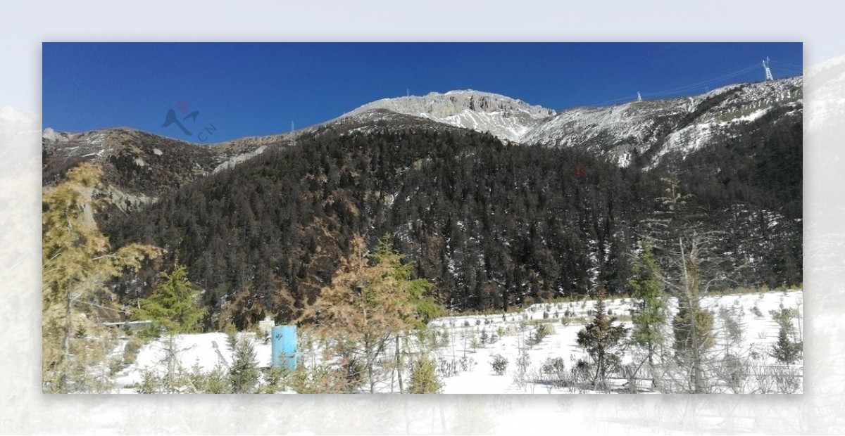 高山雪地树木风景图片