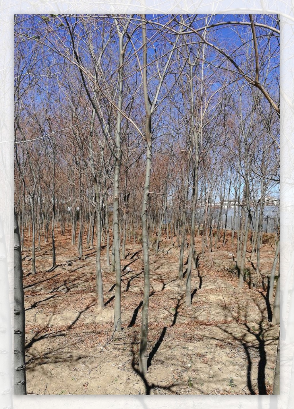 树木枯枝风景图片