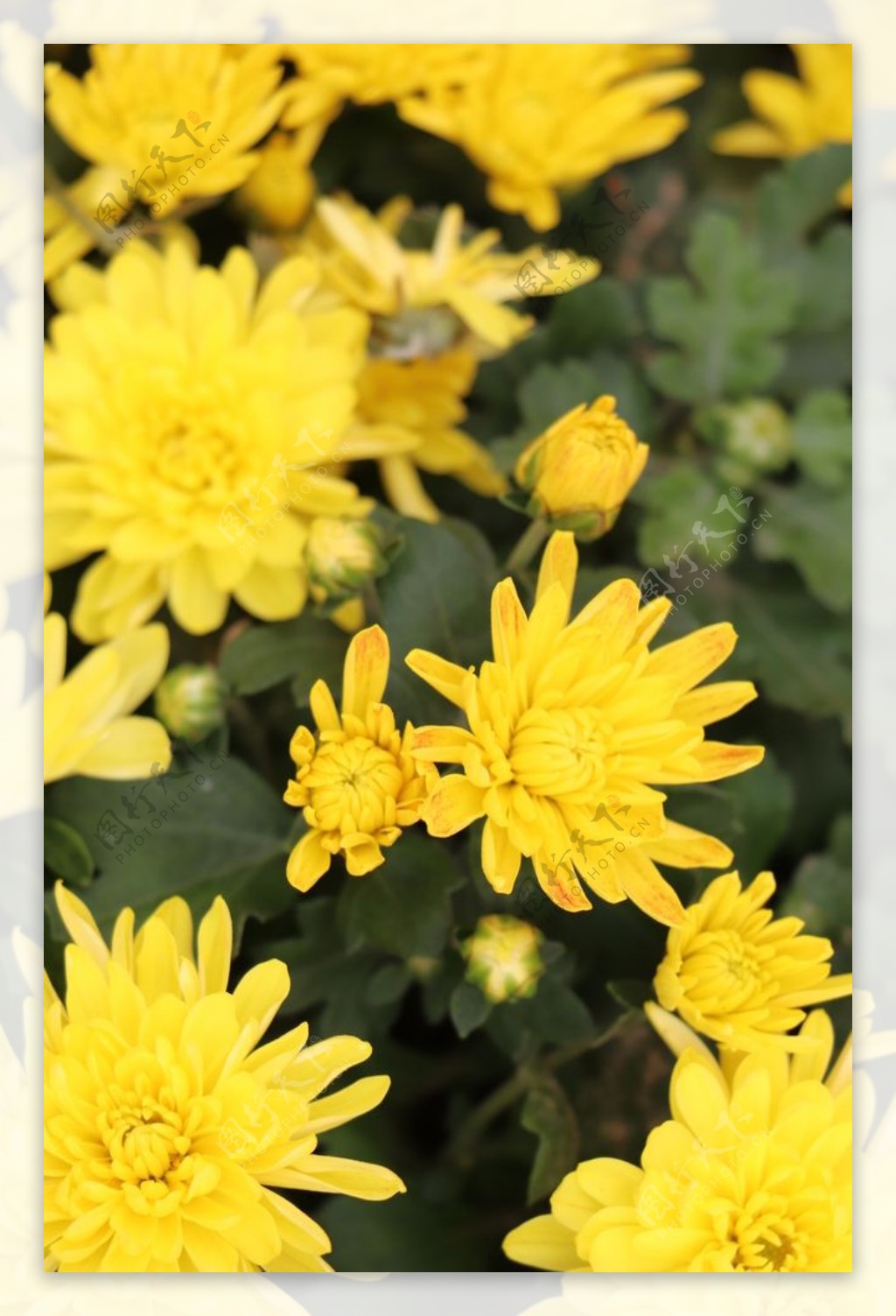 黄色的菊花图片