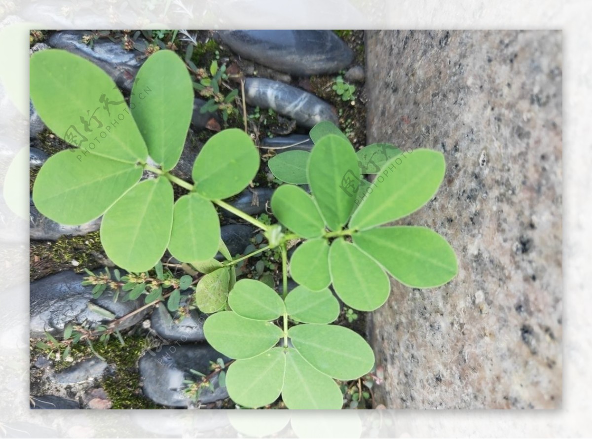 鹅卵石上绿色植物图片