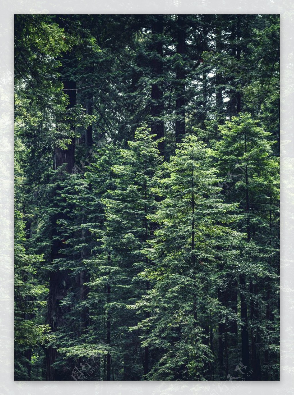 森林图片