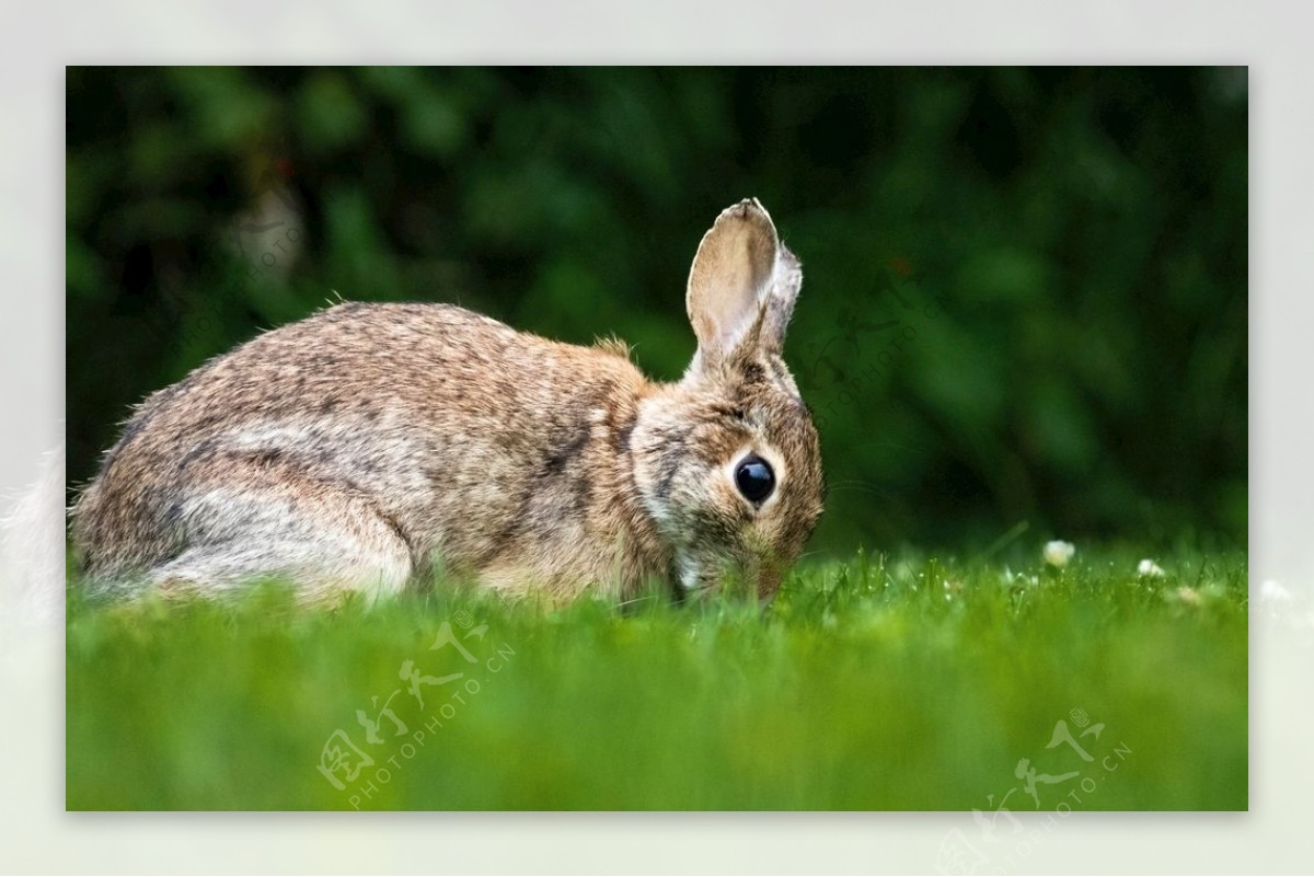 兔子野生动物图片
