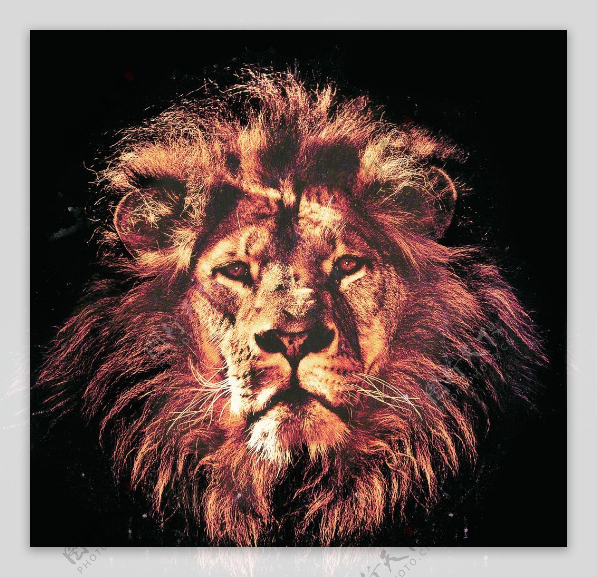 狮子头图片素材-编号22877306-图行天下
