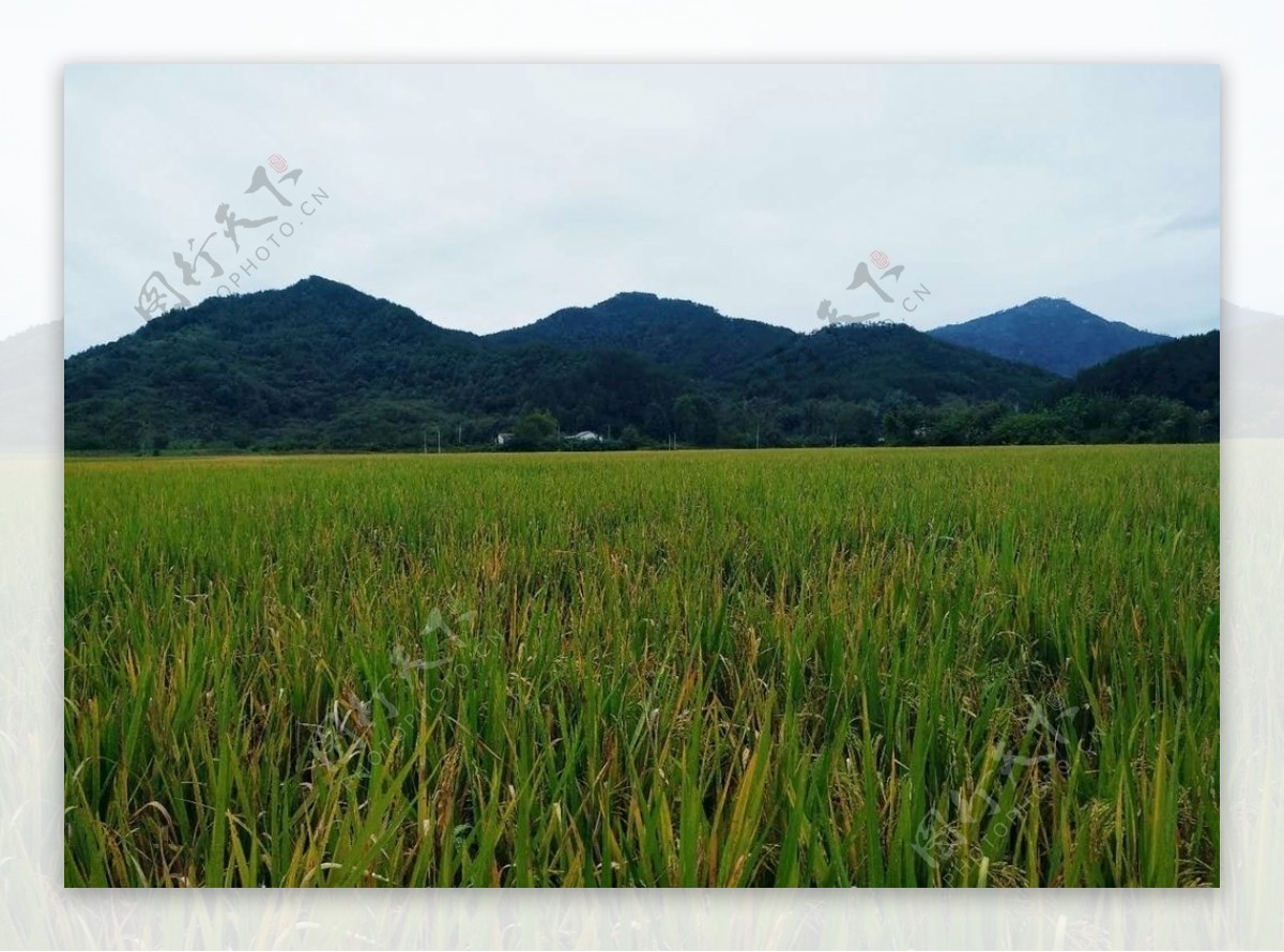 稻田图片
