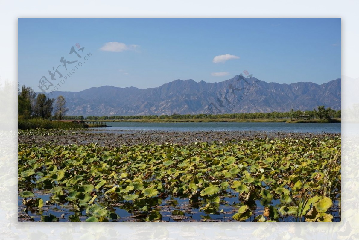 野鸭湖秋景图片
