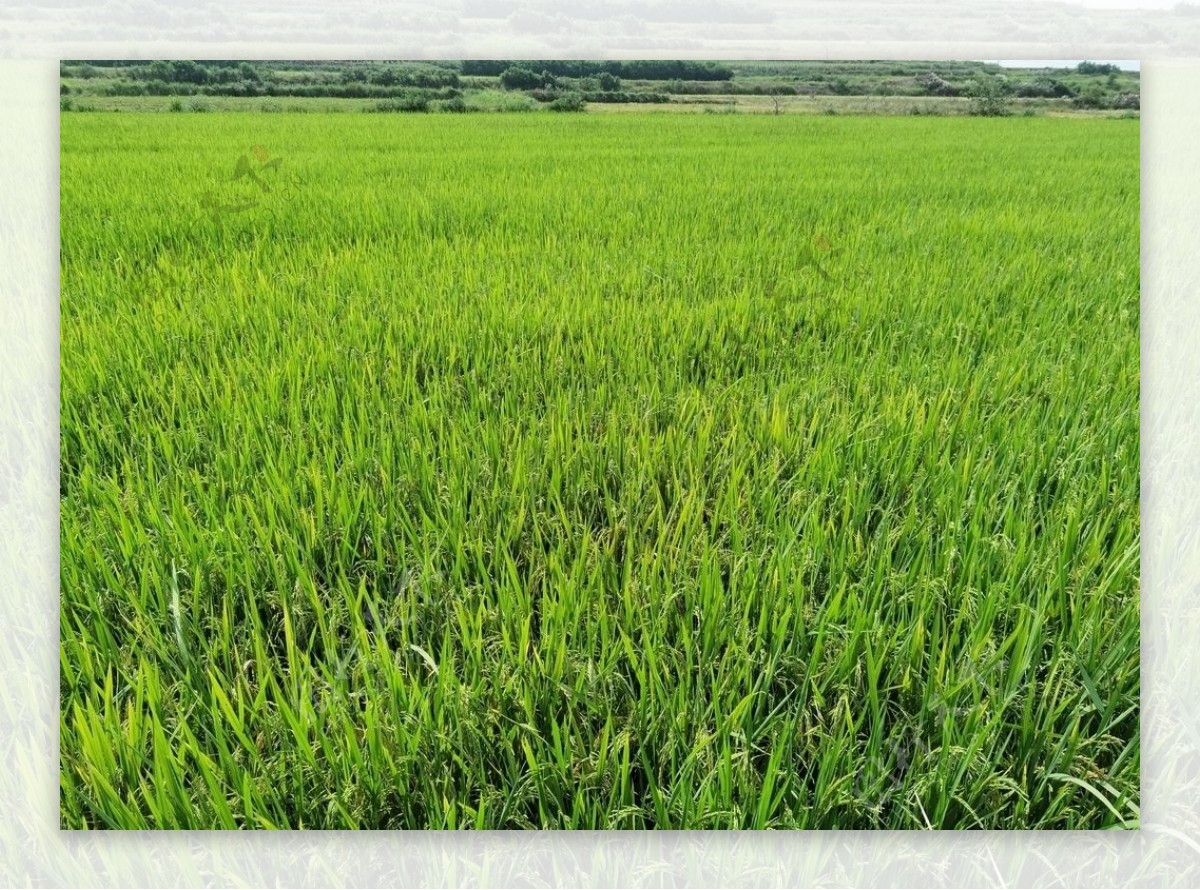 水稻金色稻田图片