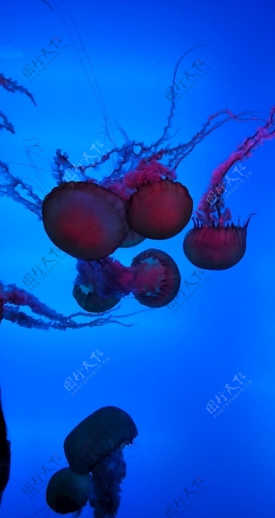 海蜇水母图片