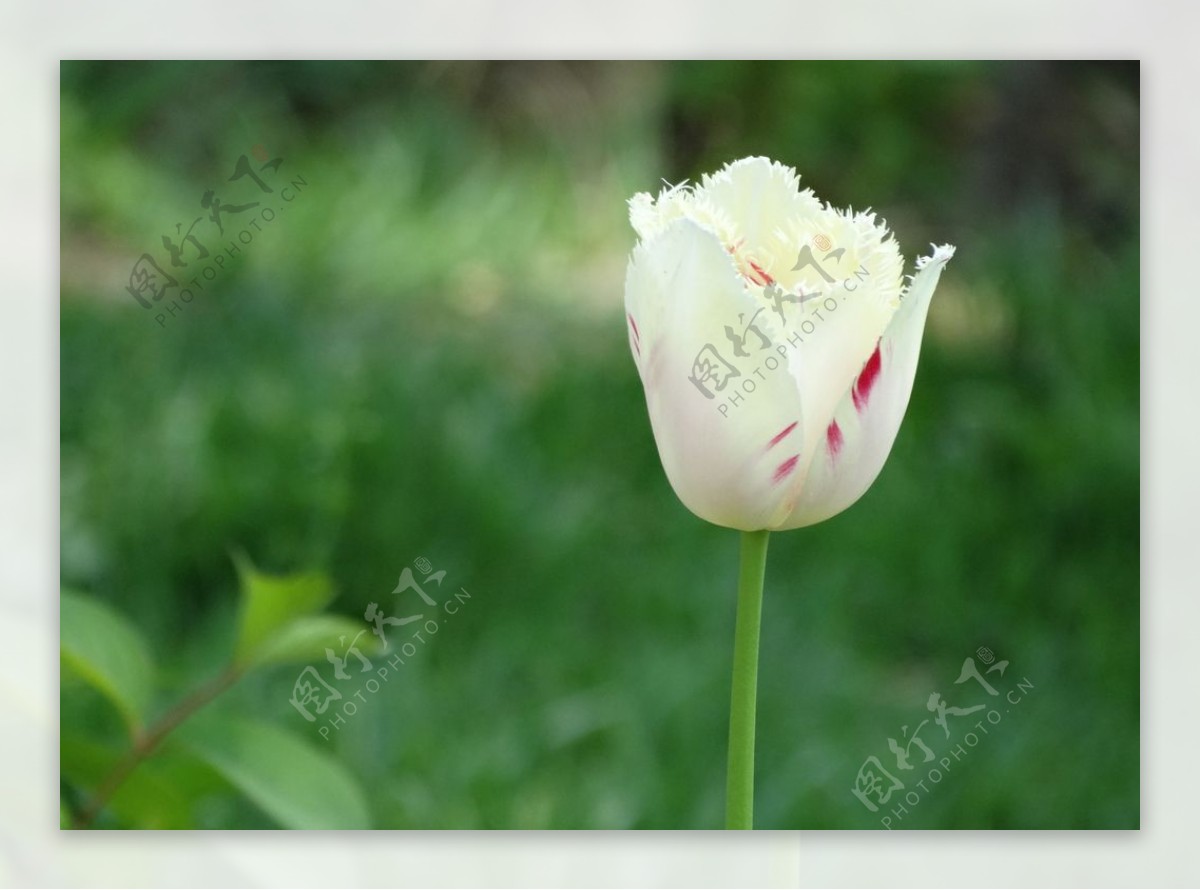 北京植物园鲜花郁金香图片