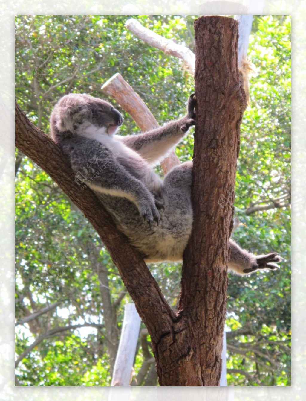 500+ Free Koala & Nature Images - Pixabay