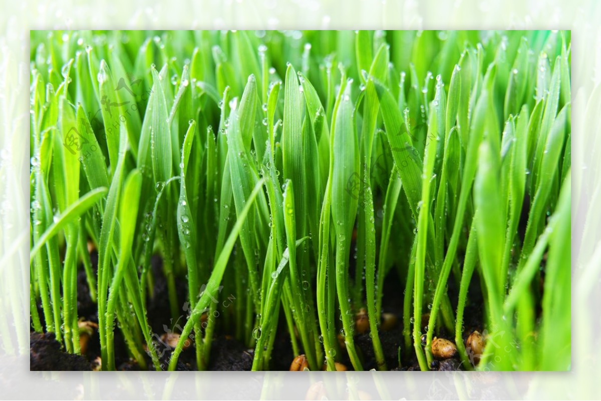 新鲜的绿草水滴图片