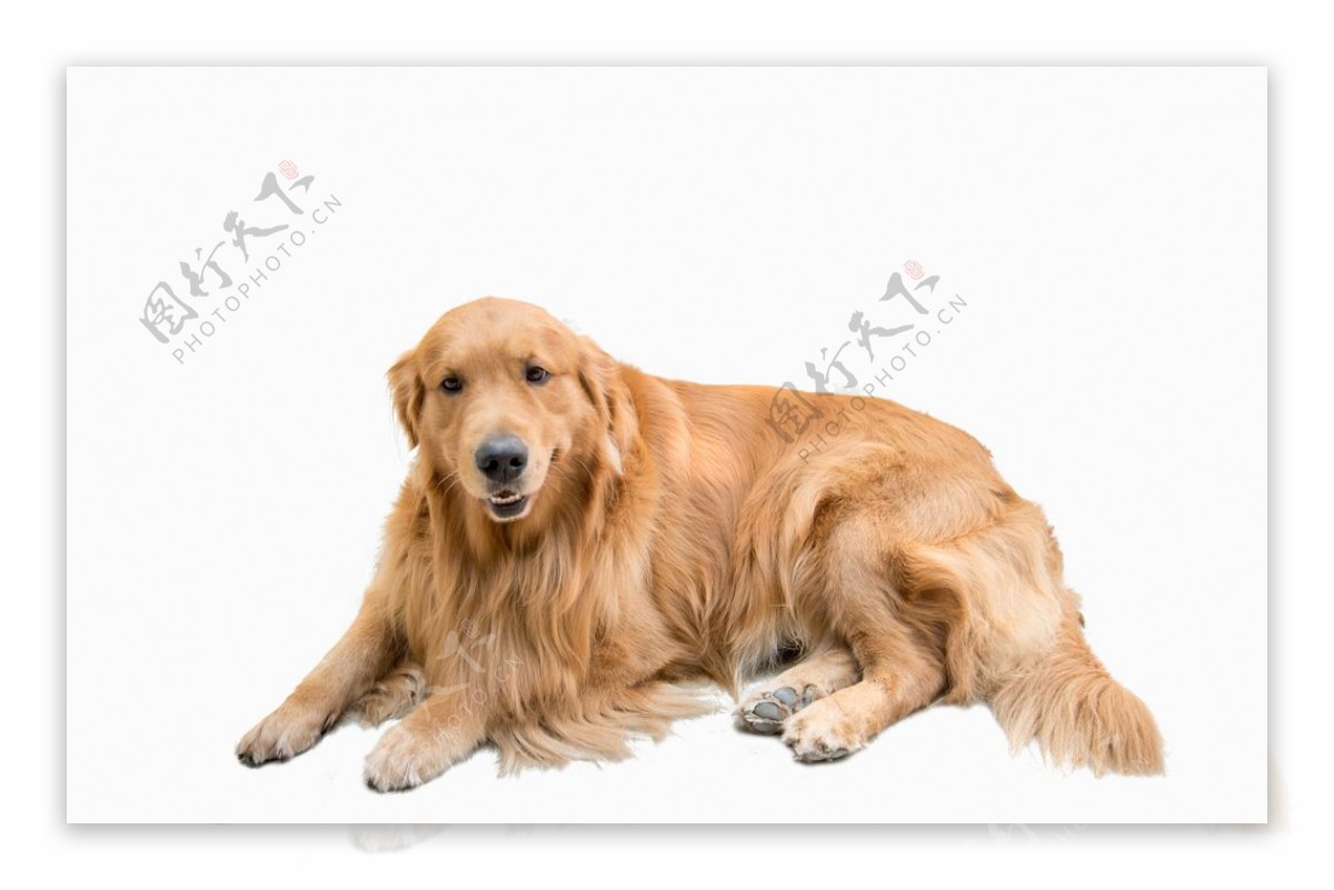布格拉多金毛犬高清图片