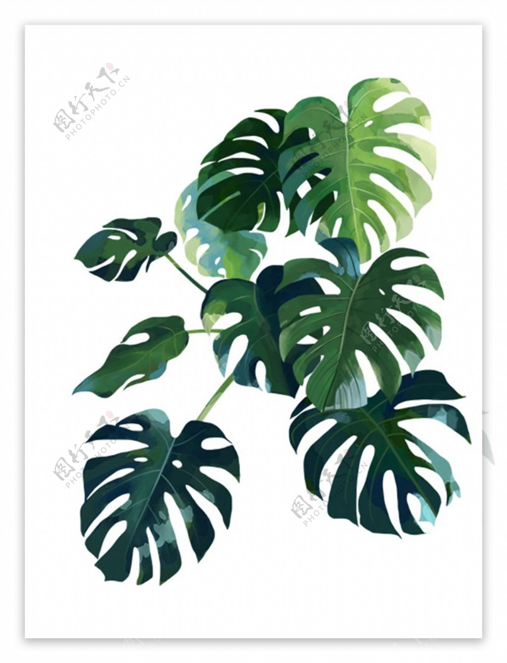 热带植物龟背竹小清新绿色图片