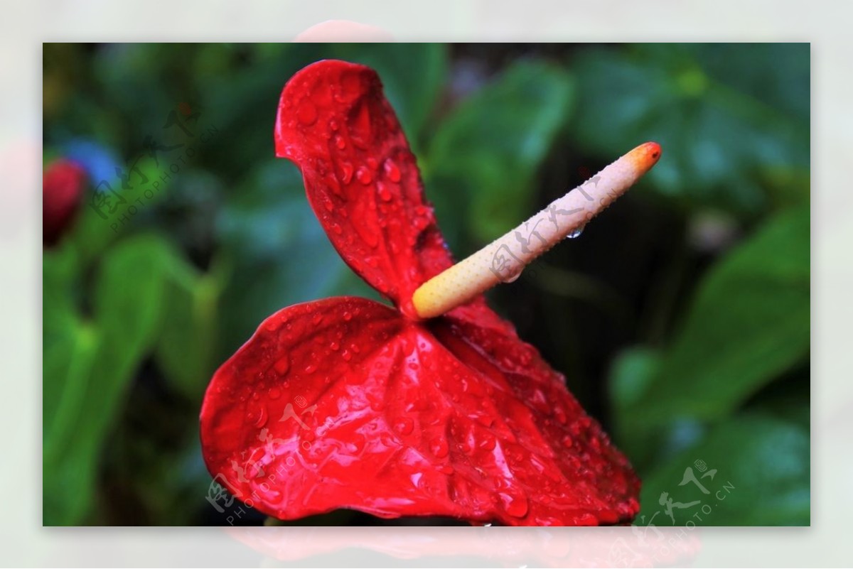 鲜红的红掌鲜花摄影美图图片
