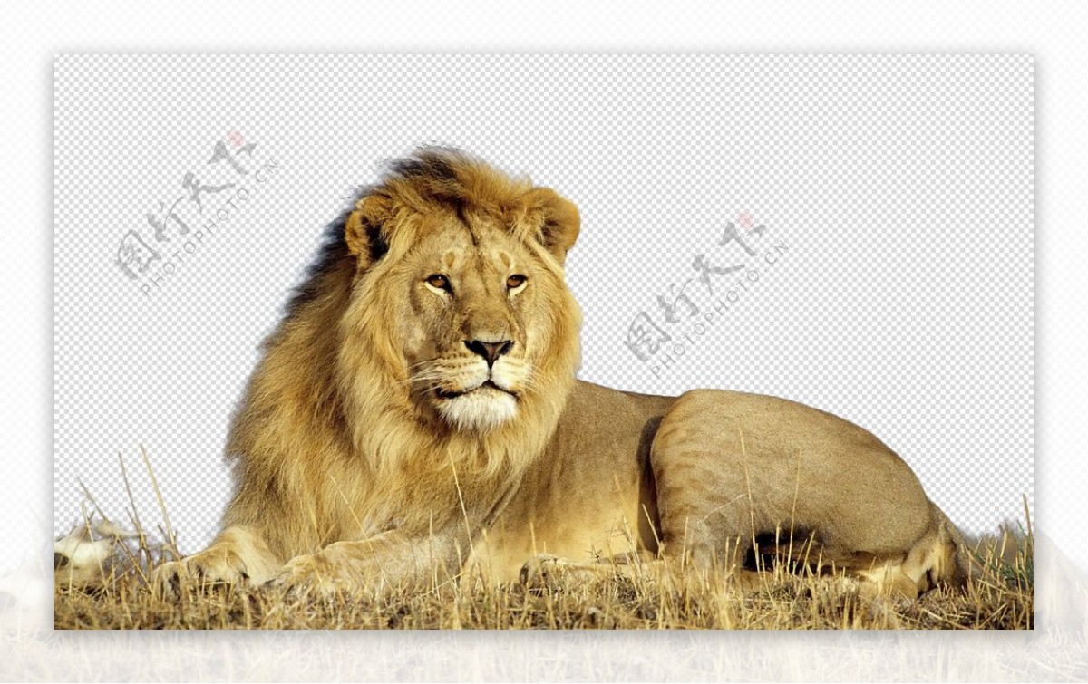 狮子狮子王图片