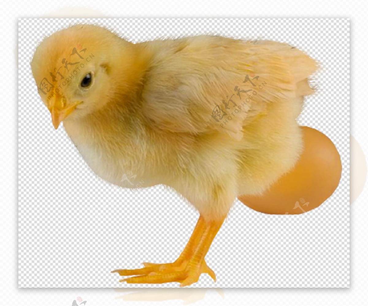 可爱的小鸡孵化卡通矢量插画集合 cute Chick hatch cartoon collection – 设计小咖
