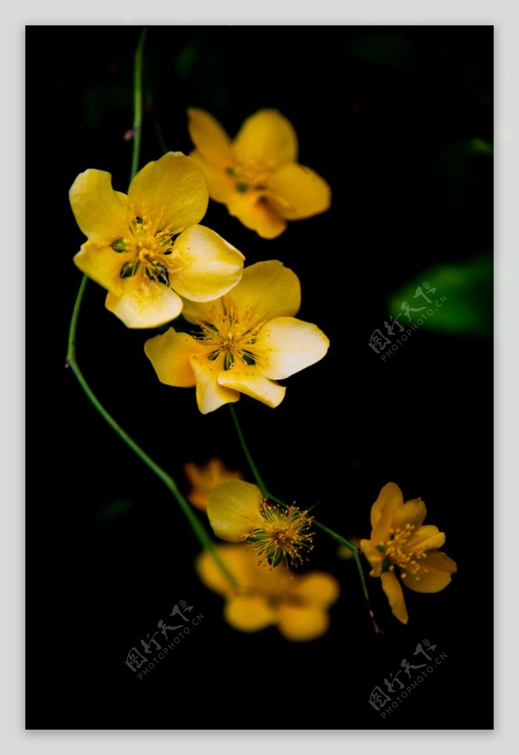 黄色小花秋季清新背景海报素材图片