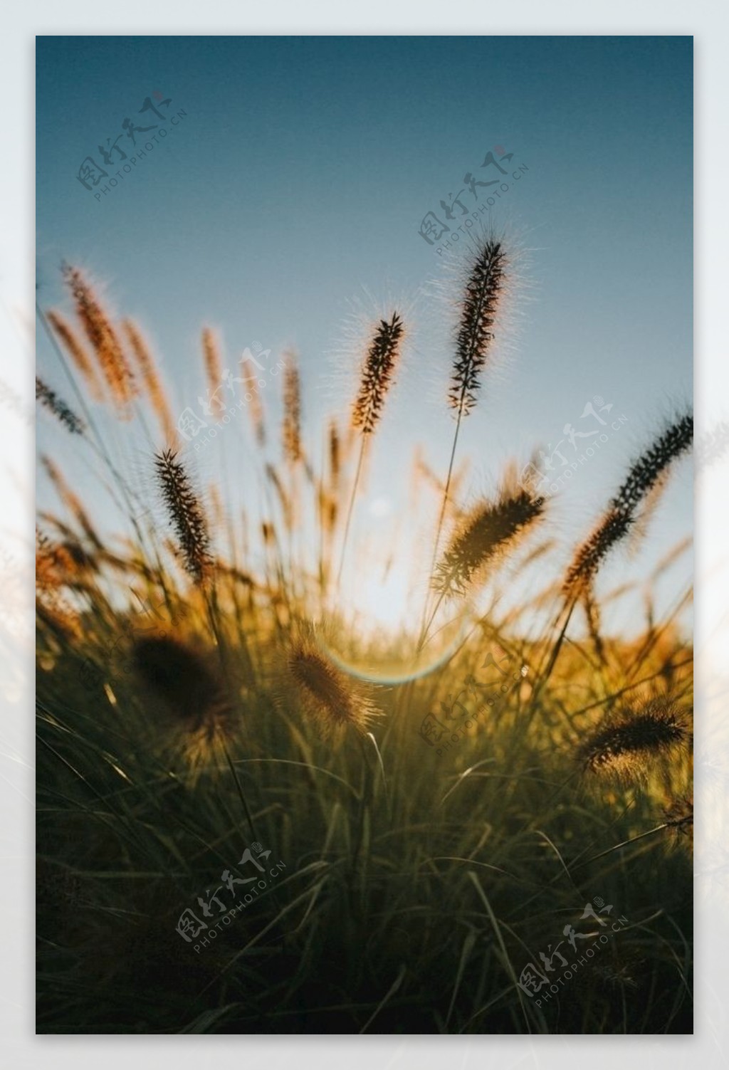 夕阳马尾草自然景观图片