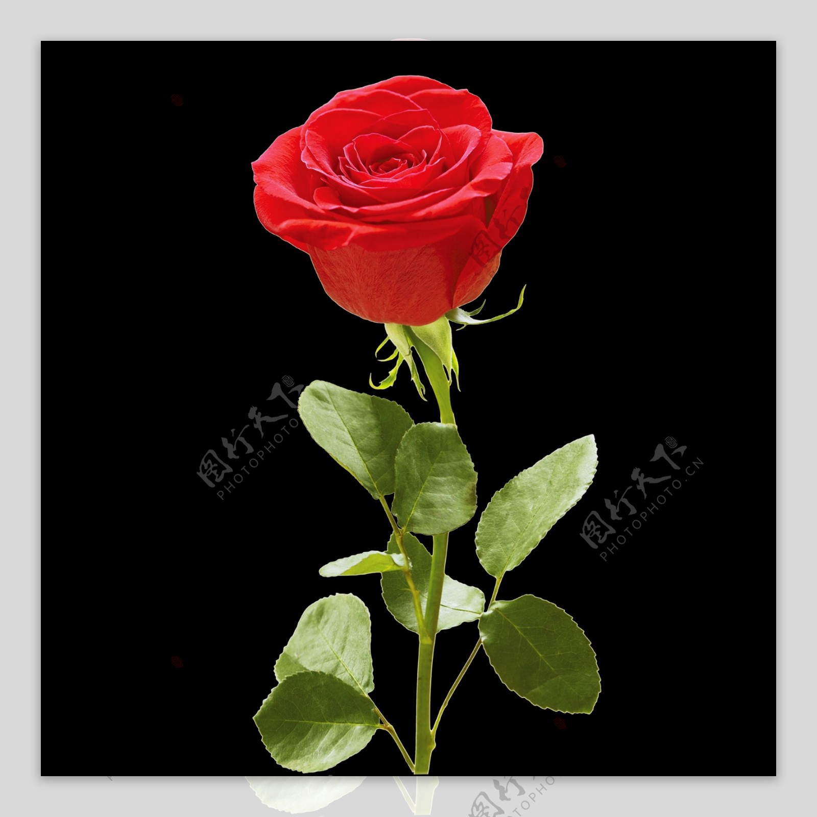 一支精美玫瑰花图案图片素材-编号38901930-图行天下