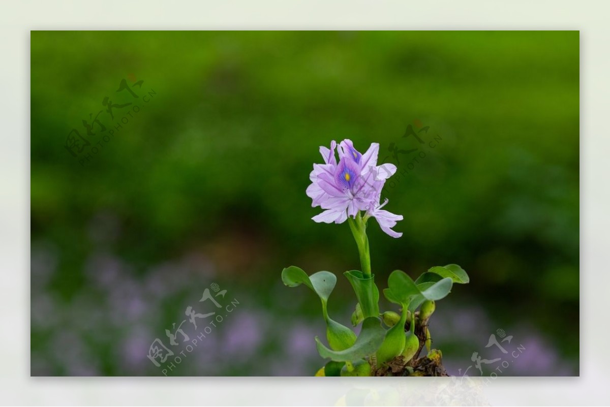 雨久花图片