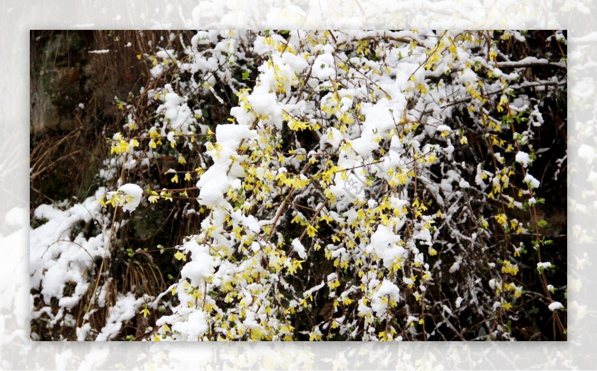 雪中小黄花图片