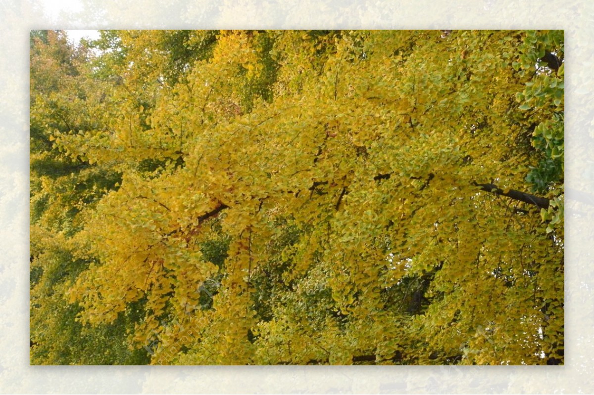 天坛银杏树图片