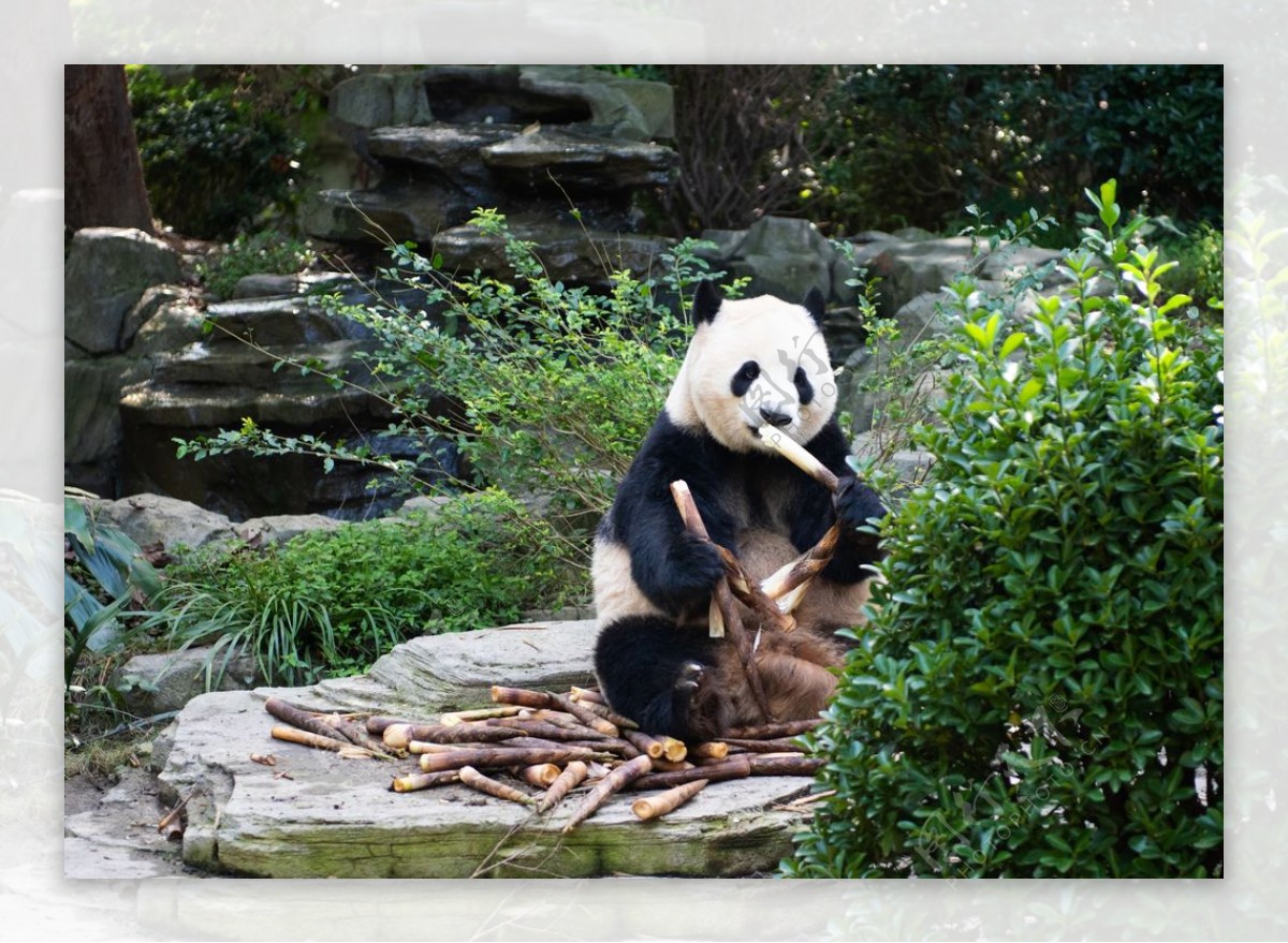 熊猫照片图片