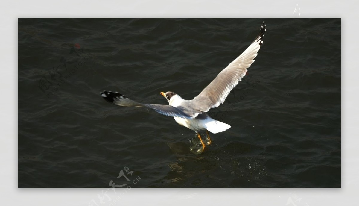 黄河口鱼鹰鸟图片