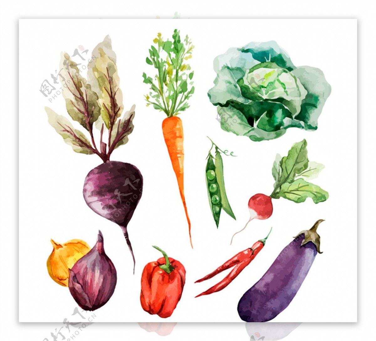水彩蔬菜矢量图片