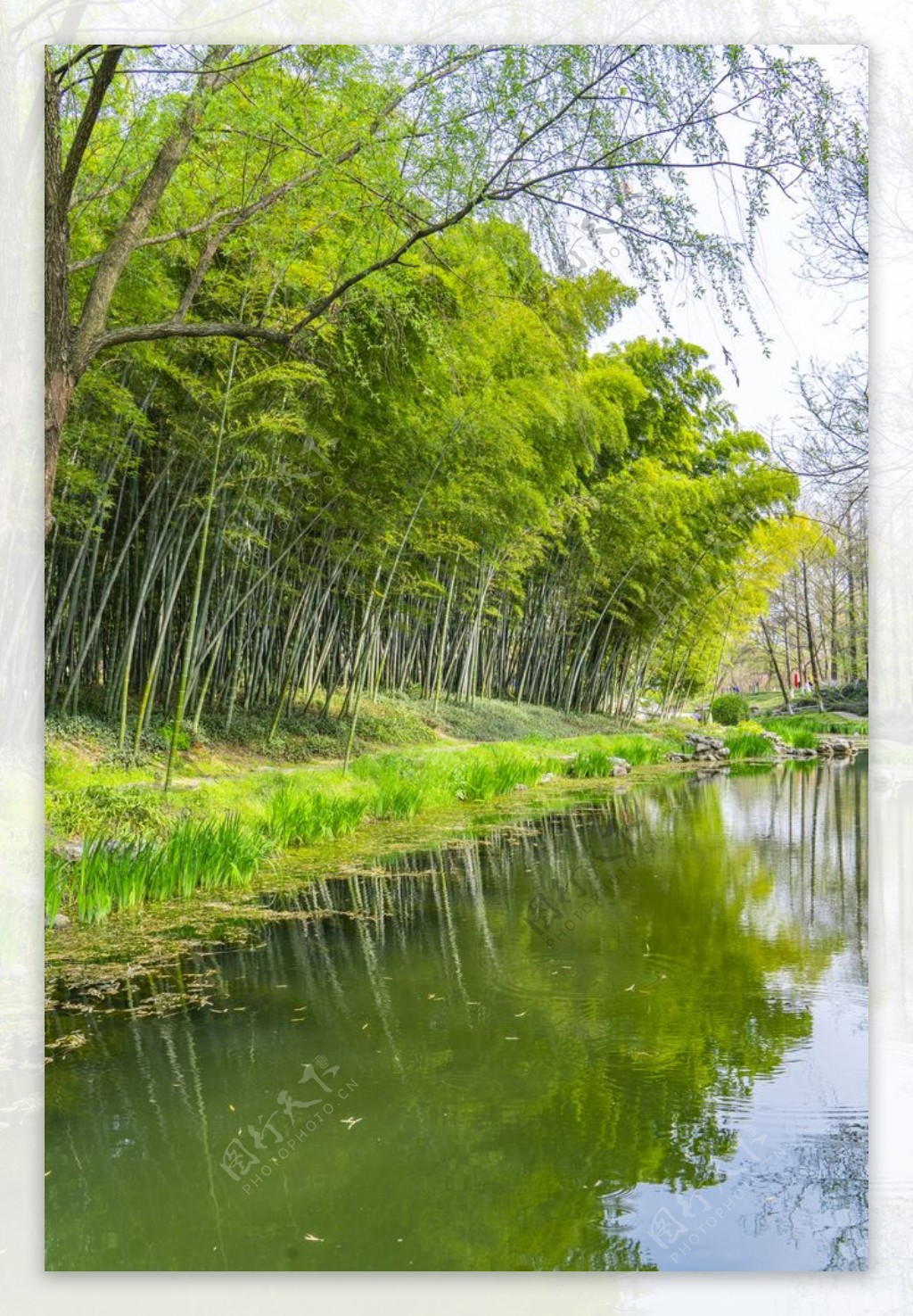 河边竹林图片