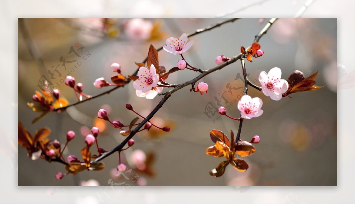 春天粉红色的花朵图片