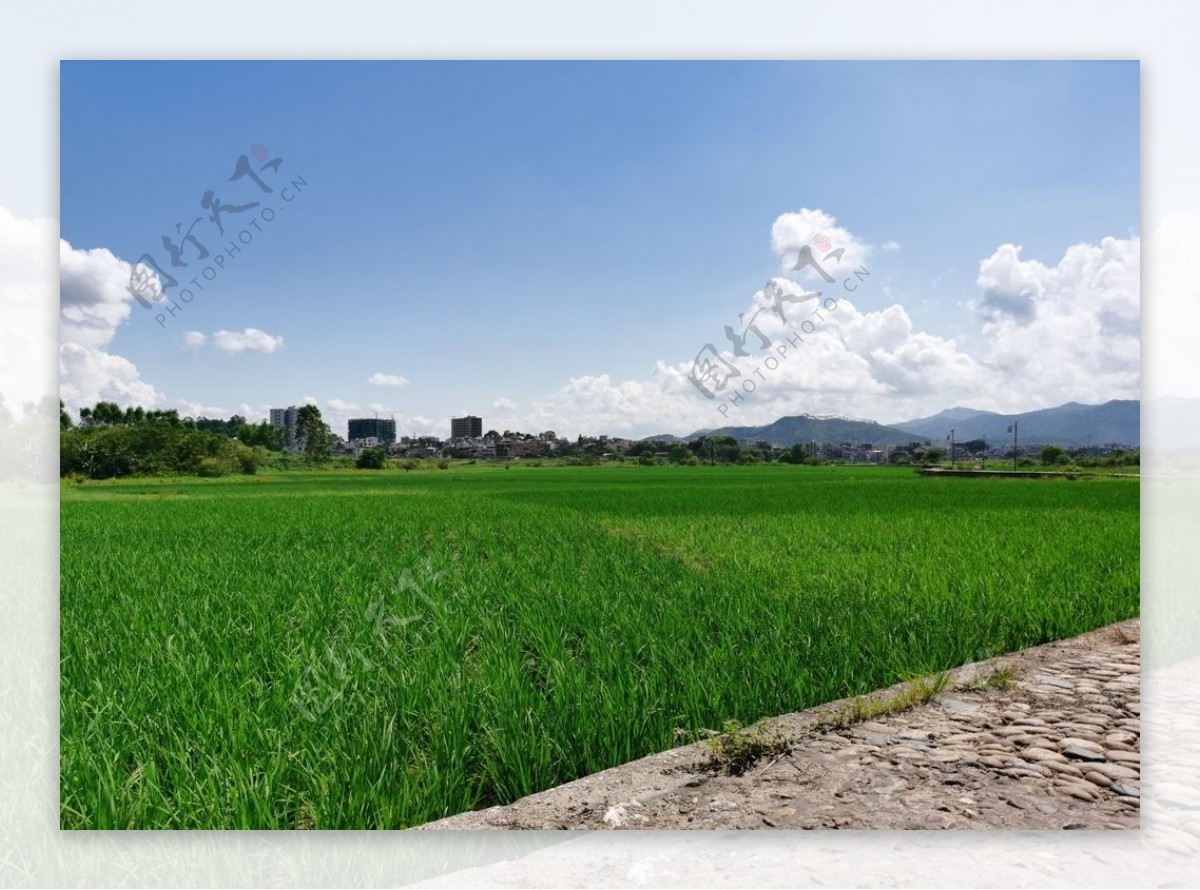 夏天绿油油的水稻田图片
