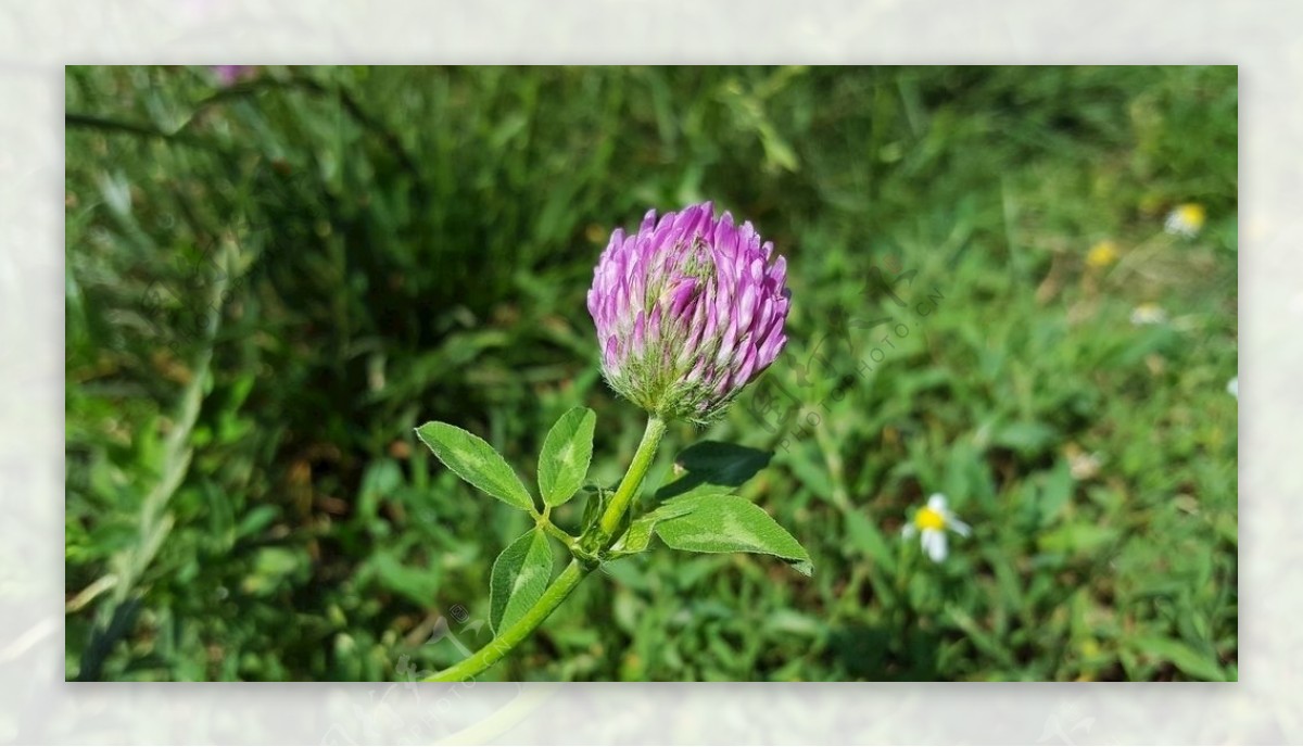 红车轴草红花苜蓿红三叶草图片