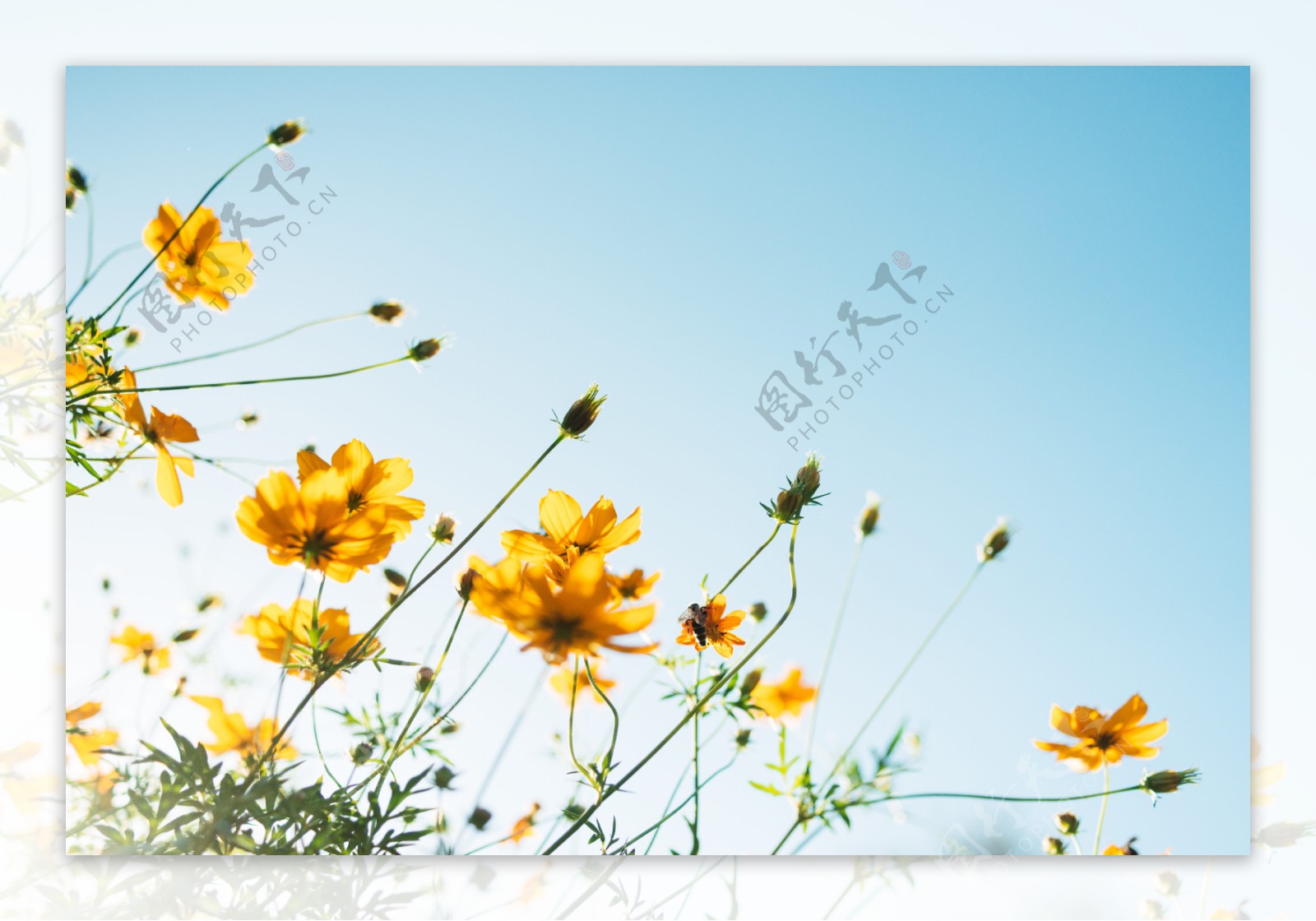 黄色花卉图片