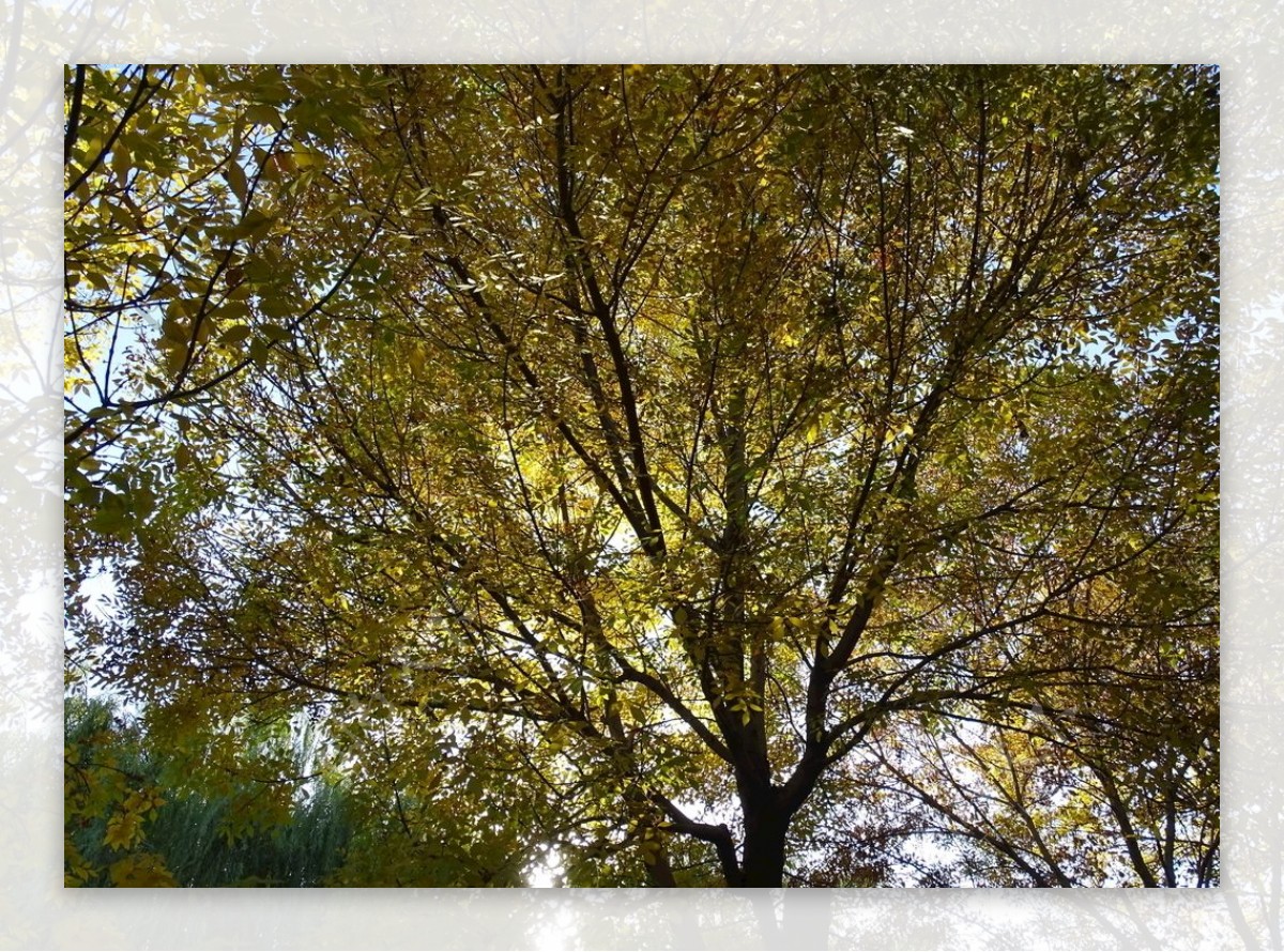 树叶透光图片