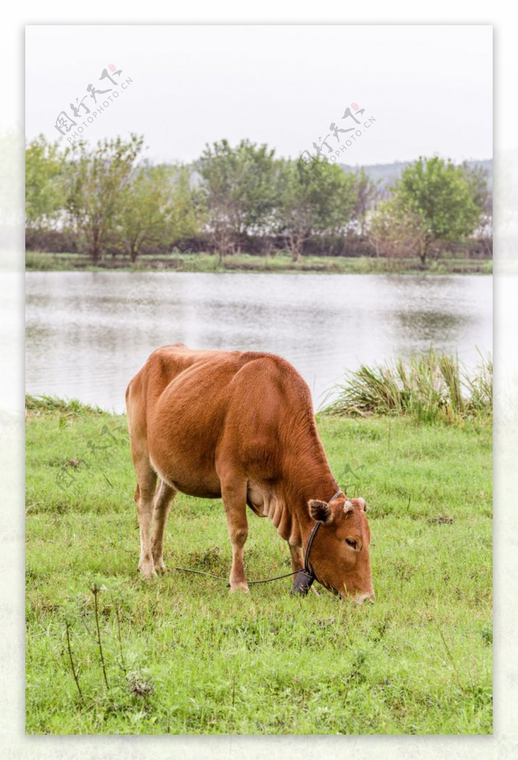 牧牛图片