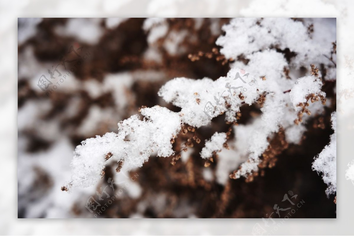 雪压树枝特写图片