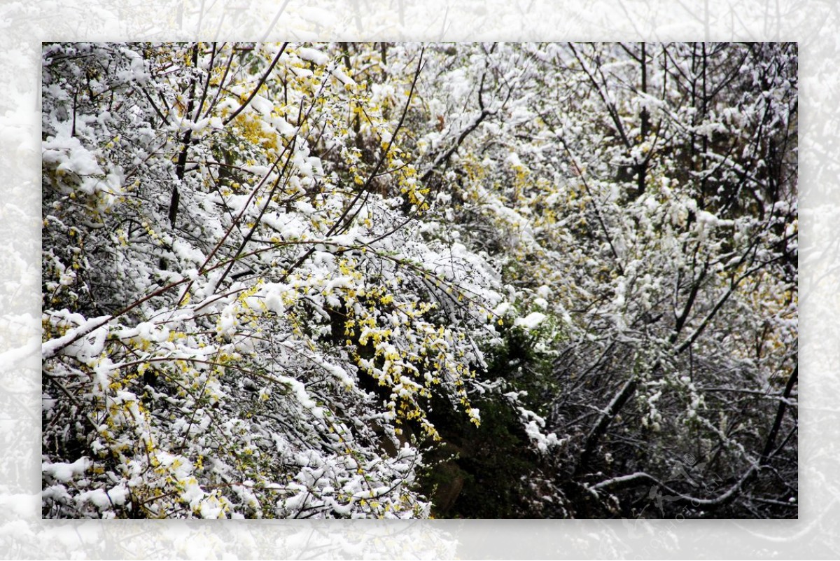 白雪皑皑中小黄花植物摄影图图片