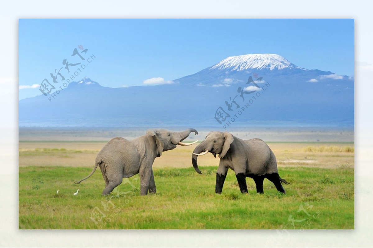 两头较量的大象图片