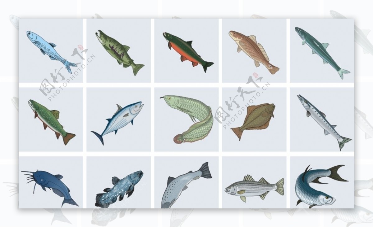 海鱼总汇带鱼活鱼鱼类图片