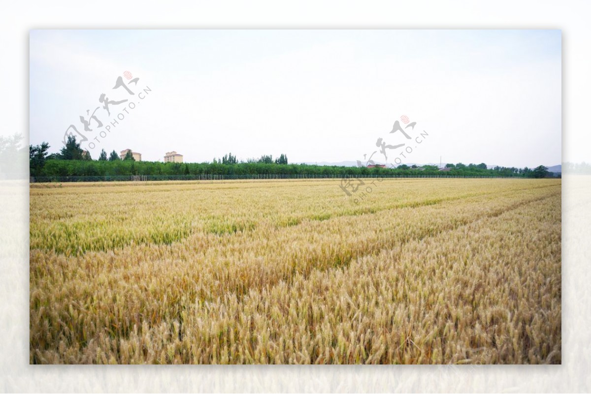 麦田金色的麦子摄影图片