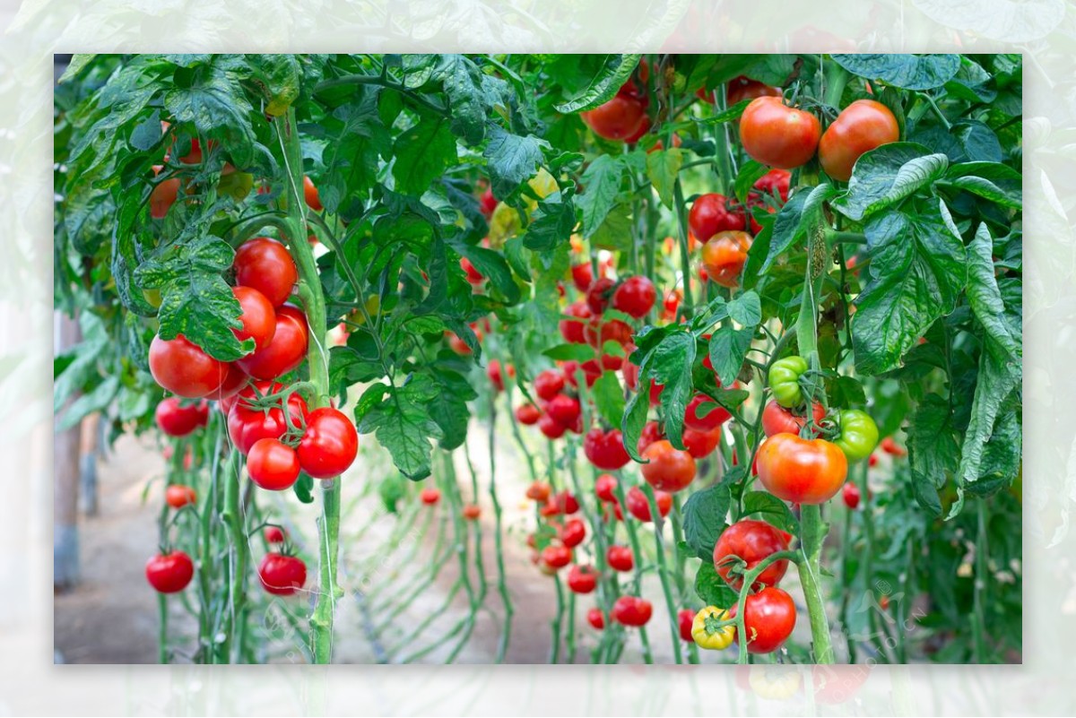 大棚里的西红柿图片