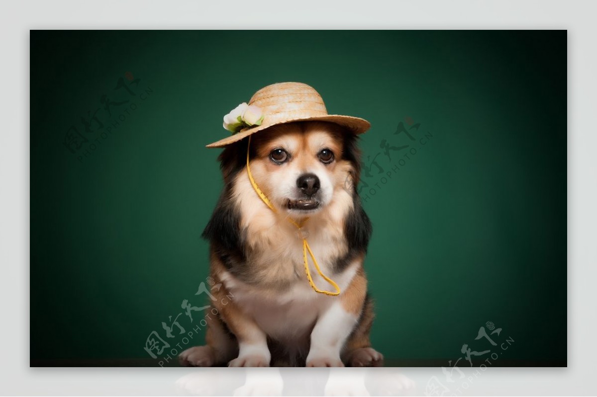 戴帽子的宠物狗图片