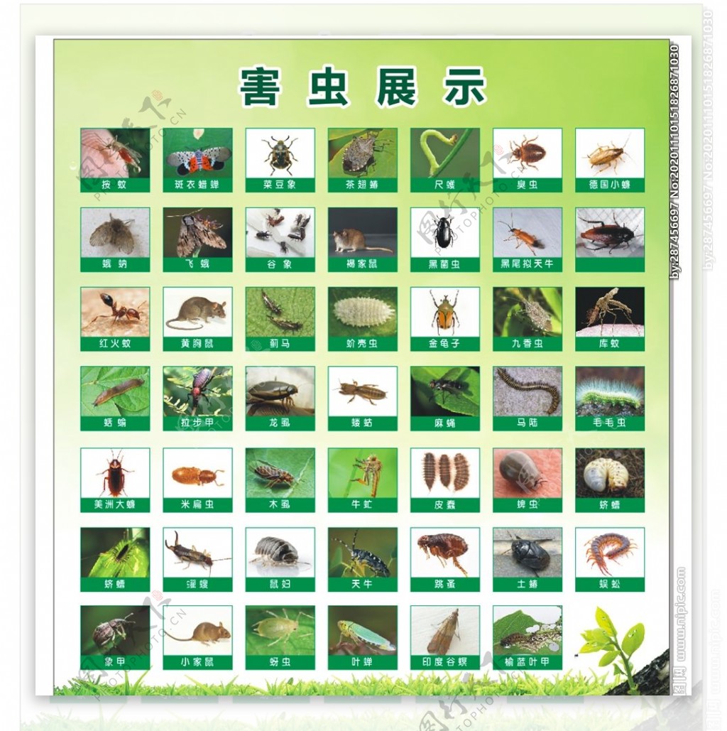 昆虫害虫图片平面广告素材免费下载(图片编号:3623066)-六图网