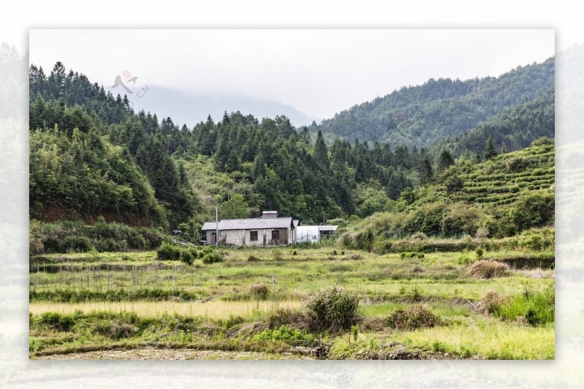 森林风景图片