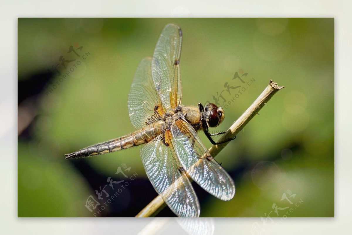 蜻蜓摄影图片-蜻蜓摄影作品-千库网