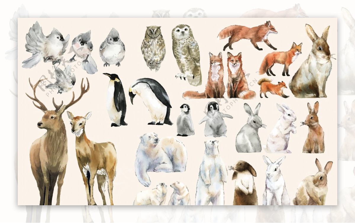 野生动物插图图片