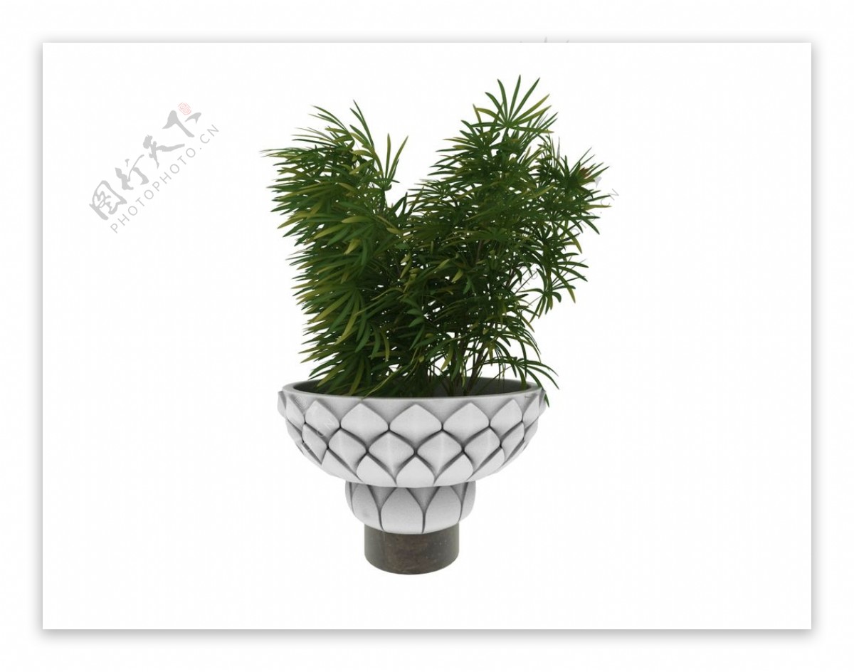 莲花台植物3d模型图片